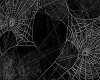 Spider Web Box (M)