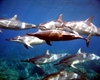 Dolphin Aquarium Lounge