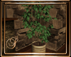 (SL) Lodge Ficus Plant