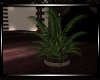 *Hypnotize Lg Plant
