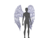 ᨳWings! Angel