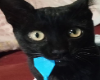 NEGRO
