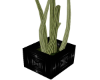 ha. Cactus Floor Plant