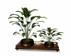 Plants Flora