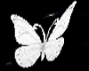 White Butterflies