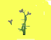 flying orchide
