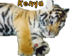 Baby Tiger Kenya