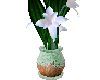 ! CHRISTMAS AMARYLLIS