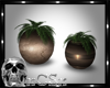 CS Winter Plants