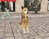 Street Animated Dog