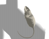 <GM> GREY RAT PET