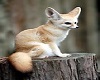 fennec fox paws