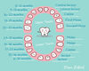 pediatric teeth chart