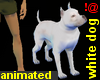 !@ White dog animated