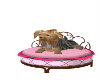 (SS)Yorkie Bed