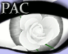 *PAC* Heart of Roses Wht