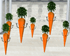 Dancing Carrots/Cenoura