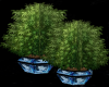 Wollf  Potted plant 