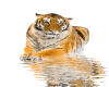 Flash Tiger and water