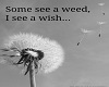 I See a Wish
