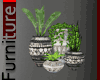 Oriental Potted Plants