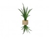 (K) Palm Plant