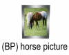 (BP) Horse Picture