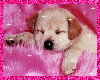 Pink Puppy