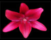 {P} Pink Vampire Lily
