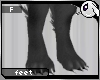 ~Dc) Grey Wolf Feet F