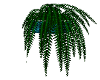 wall fern