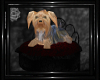 !T! Gothic | Yorkie Bed