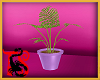 TS Purple Pot Fern