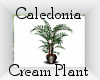 Caledonia Potted Palm C