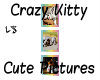 Crazy Kitty Cute Picts 2