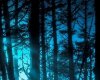 lllz0elll Dark Forest