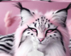 Black pink cat bg