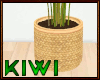 Palm leaf plant