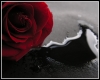 G❤ Blood Rose