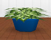 Large Plant in Blue Pot