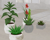 Plants 🌺