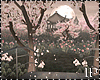 Cherry Blossom Sakura PR