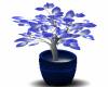 Blue thunder plant2