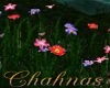 Cha`Wichita Lake Flowers