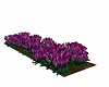 Purple Roses Flower Bed