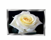 white rose picture 1
