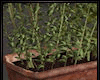 SC^Herb Plant