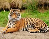 Tiger Backdrop