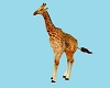 CK Safari Young Giraffe