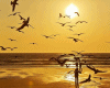 6v3| Sun & Sea & Birds